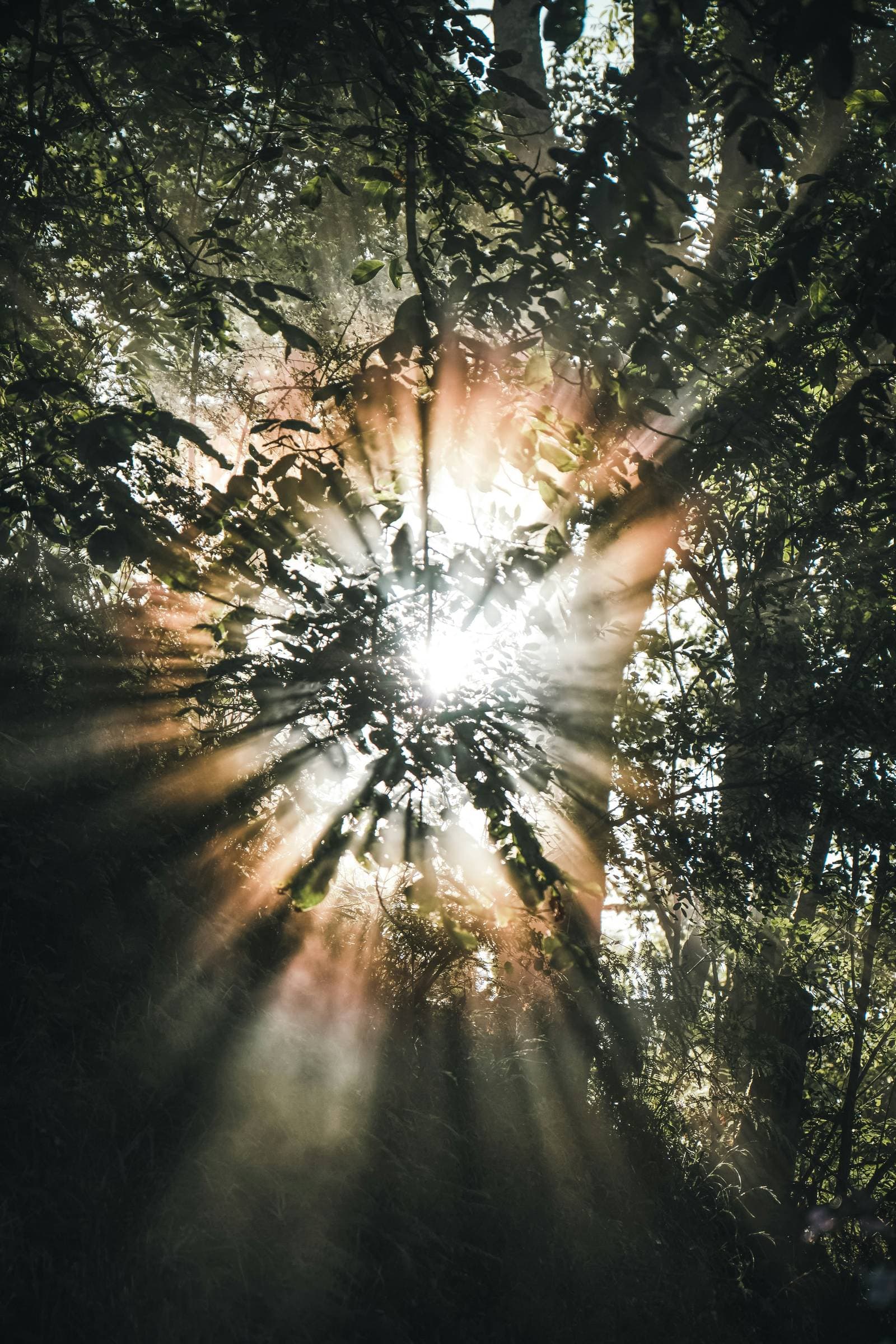 Sunburst rays breaking through a forest canopy