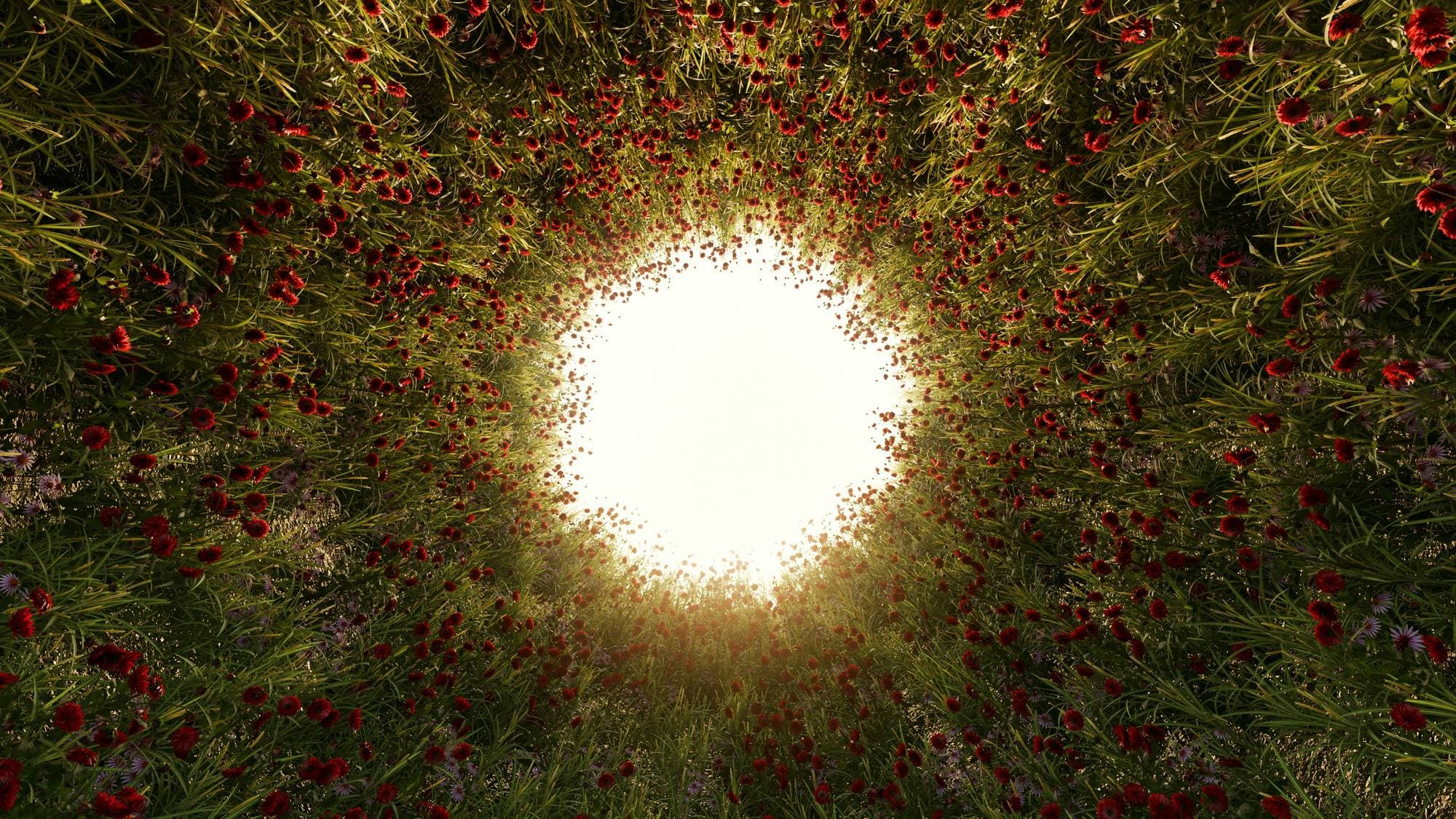 Fisheye view of wildflowers circling an open sky
